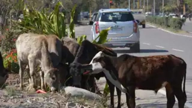 The BJP leader also said stroking a cow's back can lower blood pressure.