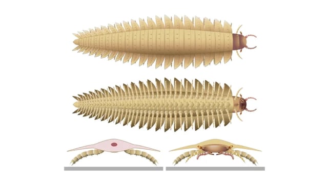 A 6.5-foot arthropod's head has been found for the first time after centuries.