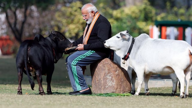 Narendra Modi, the Indian prime minister, uses the animal sacred to Hindus to promote his brand of nationalism