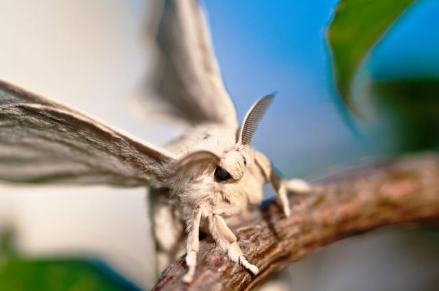 white silkworm