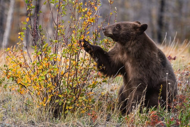 An American black bear feasts on forest berries at Waterton Lakes National Park in Alberta, Canada, on Oct. 5, 2021.