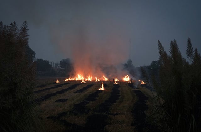 Farmers burn stubble in a rice field at a village in Karnal in the northern state of Haryana, India, October 21, 2024. REUTERS/Bhawika Chhabra/File Photo