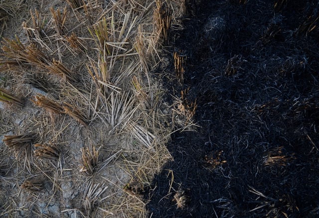 Burnt stubble is seen in a rice field at a village in Karnal in the northern state of Haryana, India, October 21, 2024. REUTERS/Bhawika Chhabra/File Photo
