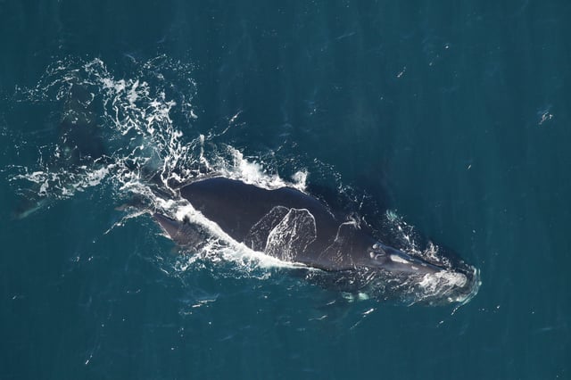Right whale Catalog No. 3780 sighted with a newborn calf about 25 miles off the Florida/Georgia border on Dec. 31, 2023. At least 18 years old, this was her first calf. Photo taken by Florida Fish and Wildlife Conservation Commission under NOAA permit No. 26919.
