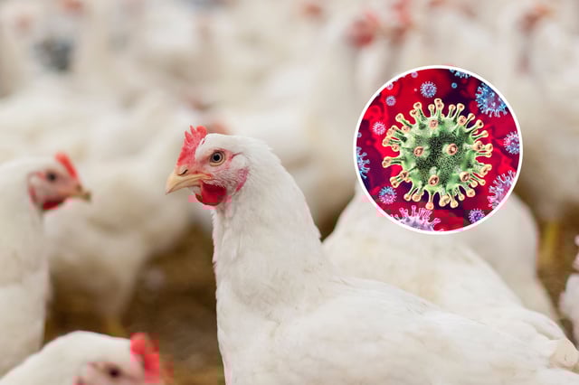 bird flu