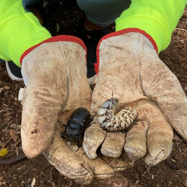 Hawaii is racing to eradicate the coconut rhinoceros beetle, an invasive species that can kill trees.