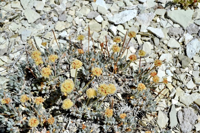 Tiehm's buckwheat plant is seen in this undated photo provided by the U.S. Fish and Wildlife Service.   Courtesy of USFWS/Sarah Kulpa/Handout via REUTERS/File Photo