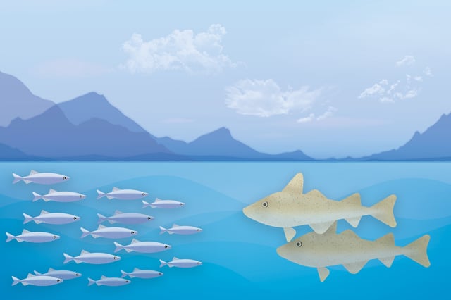 “In our work we are seeing that natural catastrophic predation events can change the local predator prey balance in a matter of hours,” says Nicholas Makris, professor of mechanical and ocean engineering at MIT.