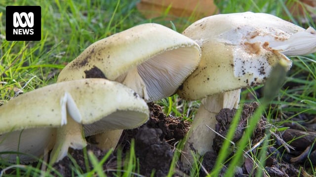 Death cap mushrooms.