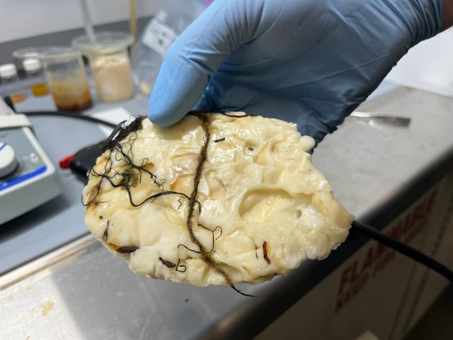 Mystery blob