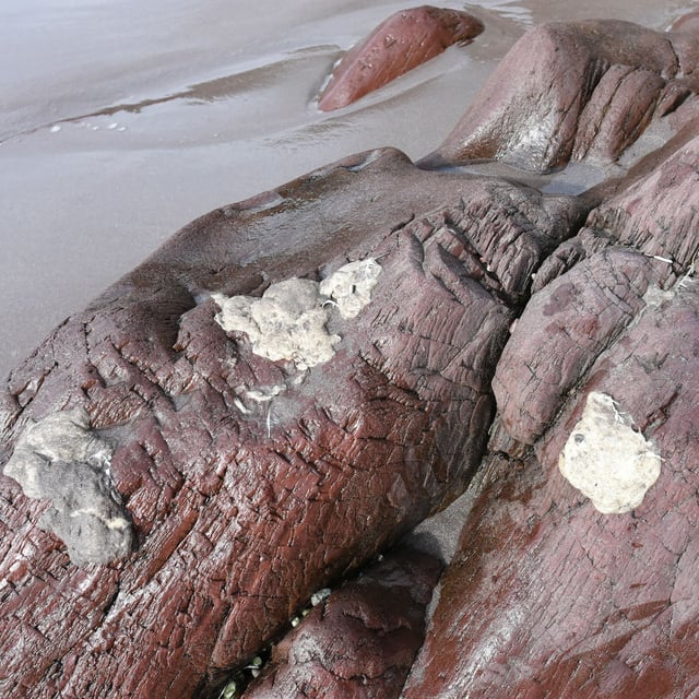Images of strange white glob appearing on the province's beaches in Newfoundland are shown in this handout photo provided by the Environment and Climate Change Canada. A Memorial University scientist says the mysterious white blobs washing up on Newfoundland beaches are actually gobs of plastic — and they need to be cleaned up. THE CANADIAN PRESS/HO-Environment and Climate Change Canada *MANDATORY CREDIT*
