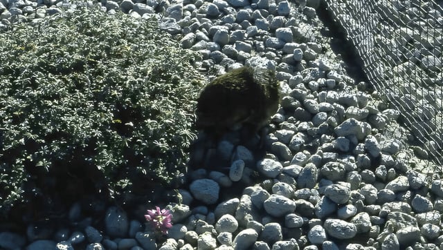 Scientists Dropped Gophers Onto Mount St Helens For 1 Day. 40 Years Later, The Effect Is Astonishing