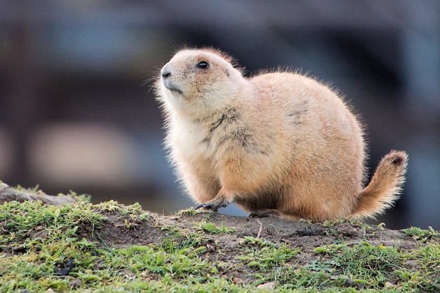© Airwolfhound/Flickr