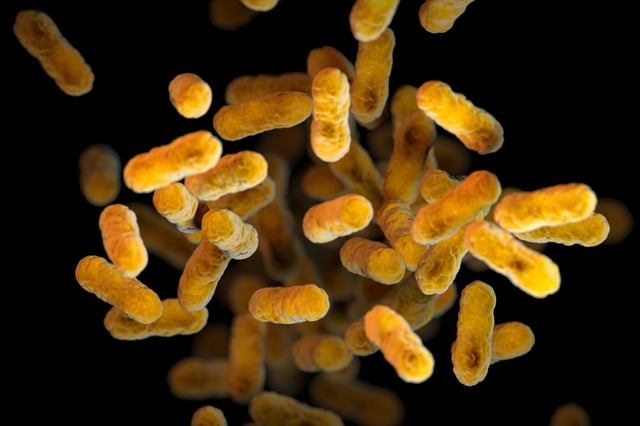 Whooping cough cases, caused by the Bordetella pertussis bacteria seen here under an electron microscope, are surging in California and around the U.S., with Bay Area counties experiencing some of their highest numbers in a decade.