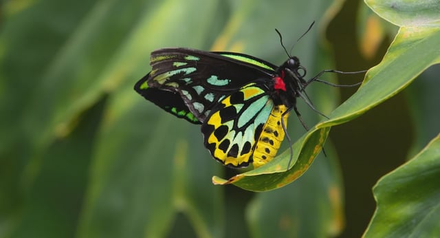 Queen Alexandra Birdwings Ornithoptera Alexandrae Butterfly
