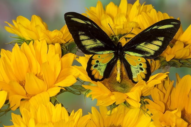 Birdwing butterfly