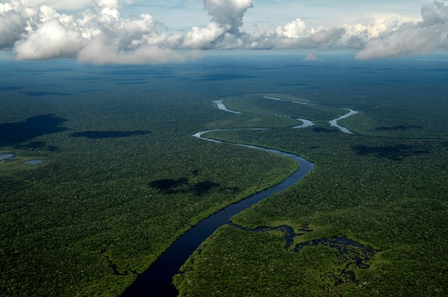 Earth's oceans, forests and soil absorb carbon dioxide, meaning they play a crucial role in efforts to fight climate change