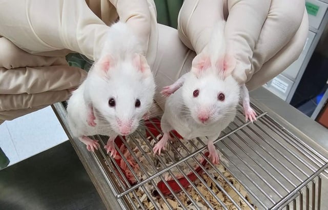 The mouse on the left is a chimeric with dark eyes and patches of black fur, a result of stem cells derived from a choanoflagellate Sox gene. The wildtype mouse on the right has red eyes and all white fur. The colour difference is due to genetic markers used to distinguish the stem cells, not a direct effect of the gene itself. Credit: Gao Ya and Alvin Kin Shing Lee, with thanks to the Centre for Comparative Medicine Research (CCMR) for their support.