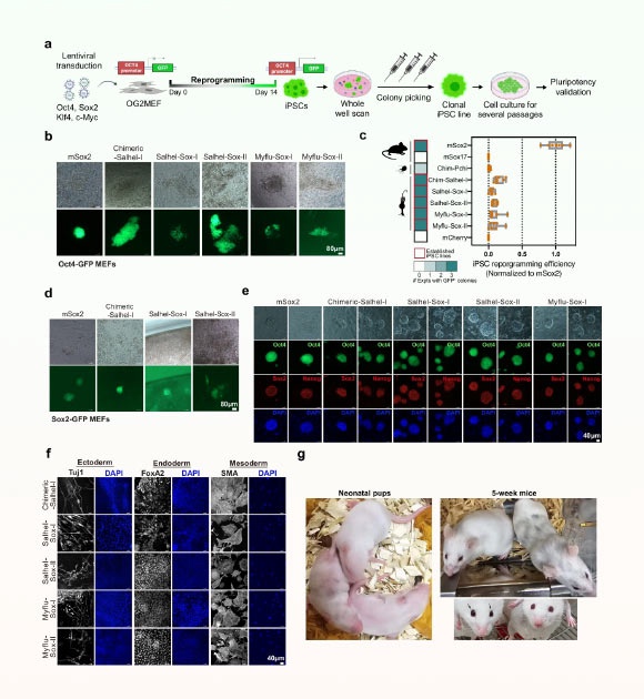 Choanoflagellate Sox can induce pluripotency in mammalian cells. Image credit: Gao et al., doi: 10.1038/s41467-024-54152-x.