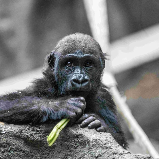 Lowland gorilla Eyare is shown in a handout photo. The death of the two-year-old female at the Calgary zoo has been determined to be the result of human error. THE CANADIAN PRESS/HO-Calgary Zoo **MANDATORY CREDIT**