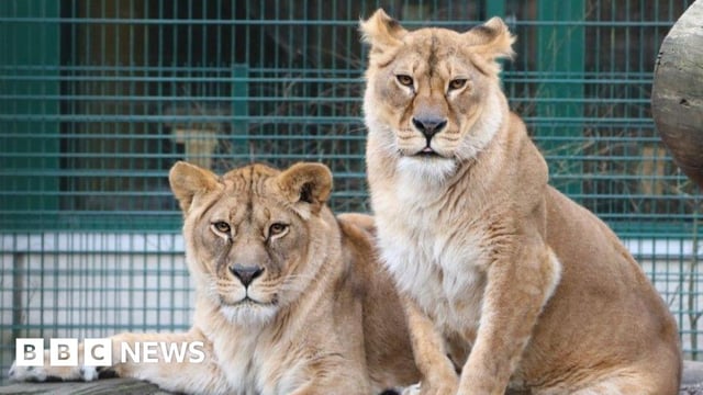 Luna and Plusza, the lionesses, sitting on a rock in their enclosure. The lion on the left is lying down and the one on the right is sitting upright. Both lionesses are looking into the camera.