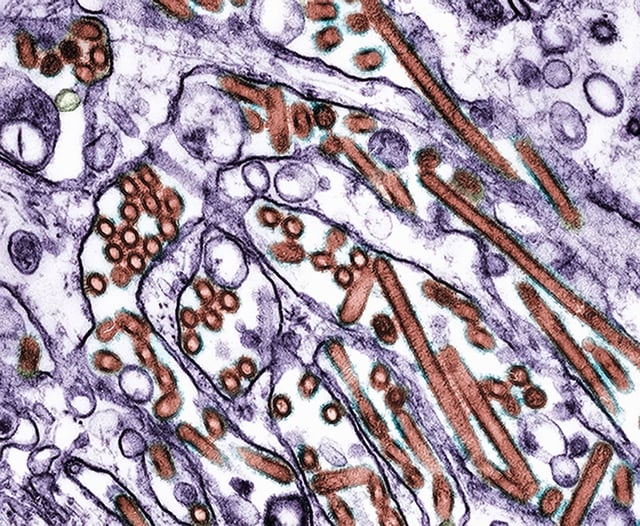 Decades of research have showed scientists what mutations to watch for in the H5N1 virus.