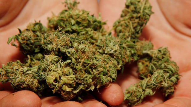 A dispensary employee holds a handful of marijuana.