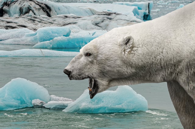 polar bear