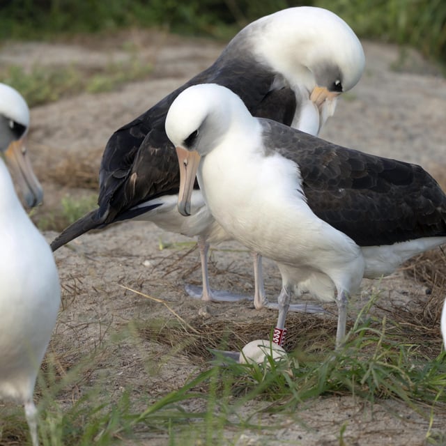 Wisdom, the legendary Laysan albatross, or mōlī, stands at center over her recently laid egg with other seabirds around the ground nest on Midway Atoll National Wildlife Refuge, November 27, 2024 in Honolulu. She is around 74 years old.