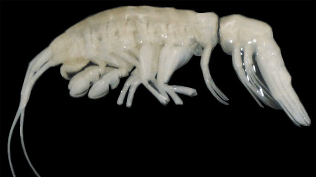 The newly discovered crustacean Ducibella camanchaca is the first large, active predatory amphipod from the extreme depths of Atacama Trench.