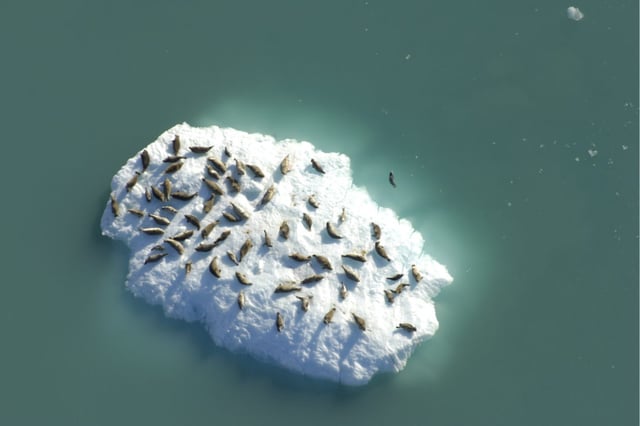 Seals on an iceberg in Glacier Bay National Park, as seen from the air. Photo: Jamie Womble/NPS
