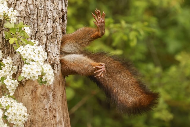 OVERALL WINNER AND MAMMAL CATEGORY WINNER_Milko Marchetti_Stuck Squirrel