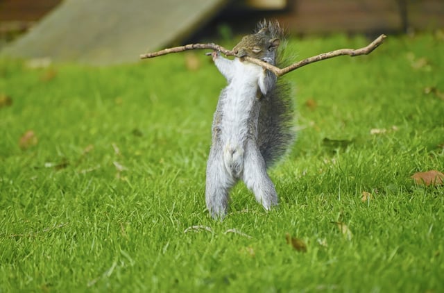 A squirrel weightlifting in Southampton, UK.