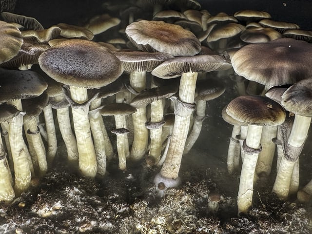Magic Mushrooms