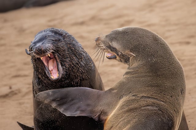 Cape fur seals looking like they are laughing. Photo: © Marti Phillips / Nikon Comedy Wildlife Awards