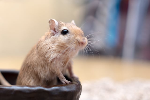 La souris est décédée dans la bouche du jeune homme, alcoolisé lors d’une soirée étudiante.