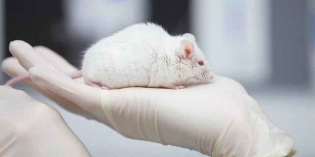 Un étudiant en prépa avait croqué une souris vivante lors d’une soirée. La scène avait été filmée et diffusée sur les réseaux sociaux.