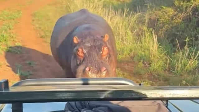 Tourists in South Africa were chased by an angry hippo during a thrilling safari encounter.
