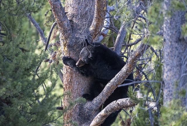 Bear