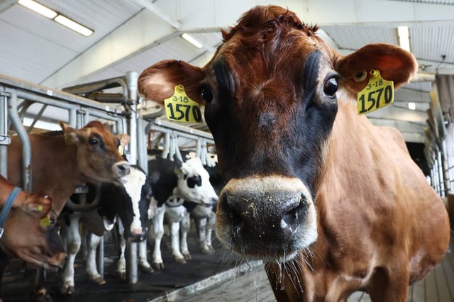 L'épidémie de grippe aviaire touche aujourd’hui plus de 800 troupeaux de vaches laitières dans seize Etats américains.