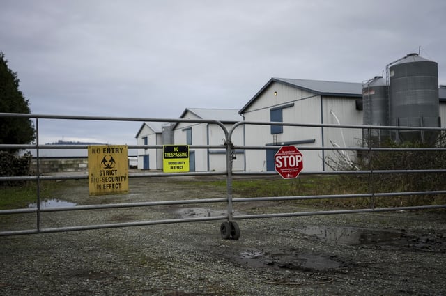 Biosecurity warning signs are seen on a locked gate at a commercial poultry farm in Abbotsford, British Columbia, on November 25.