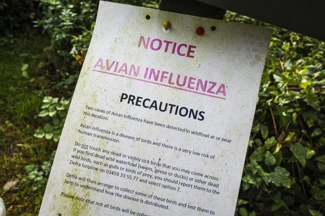 Bird Flu Notice