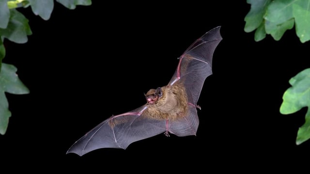 Why the bats migrate so far remains a mystery to the researchers