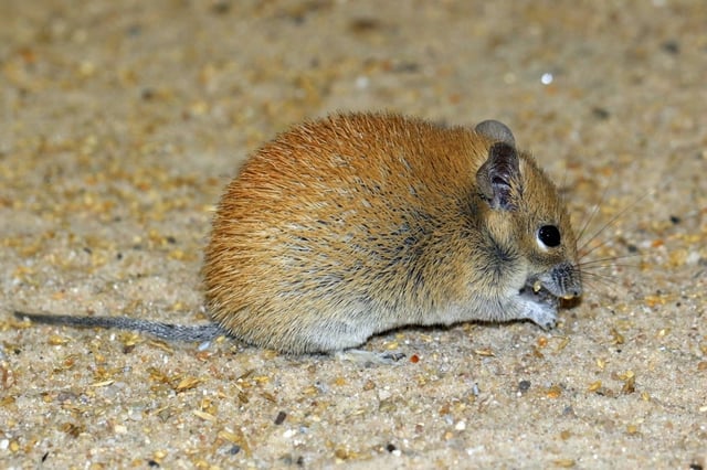 Le 8 septembre 2023, lors d’une soirée d’intégration sur une plage marseillaise, Lucas, ivre, avait croqué et tué la souris domestique d’une camarade de classe.