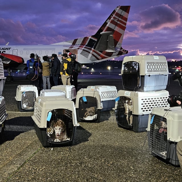 A rescue flight carrying 57 shelter animals—39 dogs and 18 cats—from Los Angeles shelters landed at Boeing Field in Seattle on Sunday, responding to the impact of deadly wildfires in Southern California. (Credit: Seattle Humane/Brandon Macz)