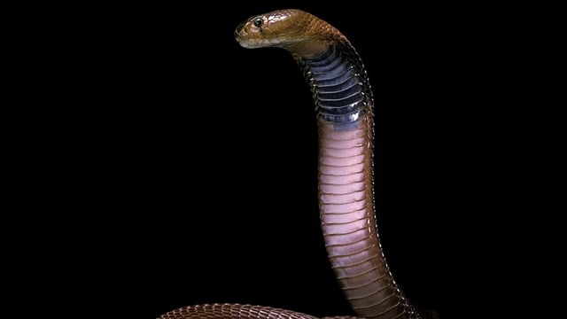 Image of a red snake with a hood and black band just behind its head.