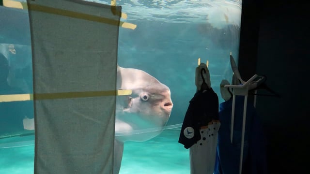 Der Fisch fühlte sich einsam und benötigte dringend Gesellschaft.