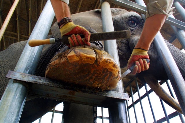 In captivity