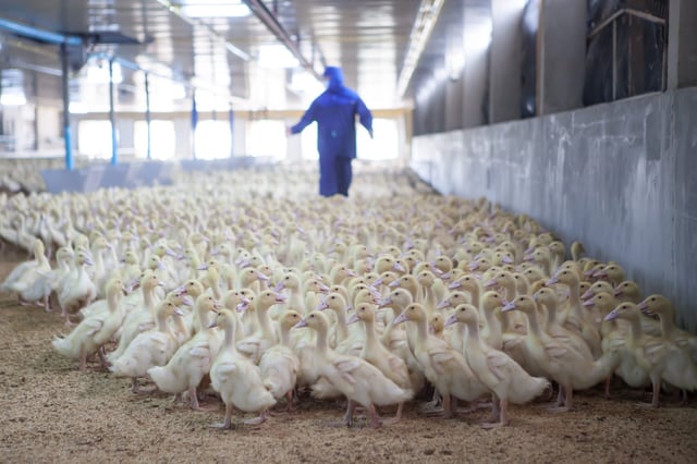 Blurred background of ducks in the farm.