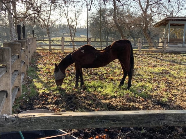 San Joaquin County sheriff&#39;s deputies arrested a woman after authorities discovered 27 dead horses, as well as other malnourished horses and animals at unspecified properties in the county.